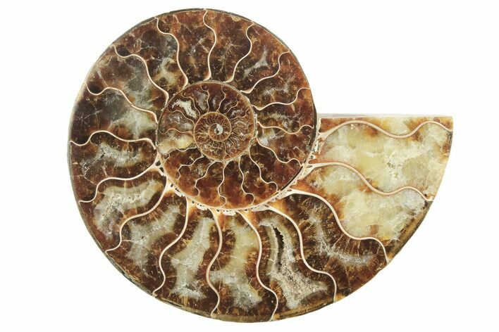 Cut & Polished Ammonite Fossil (Half) - Madagascar #208662